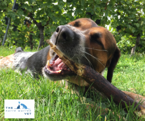 dog chewing on stick