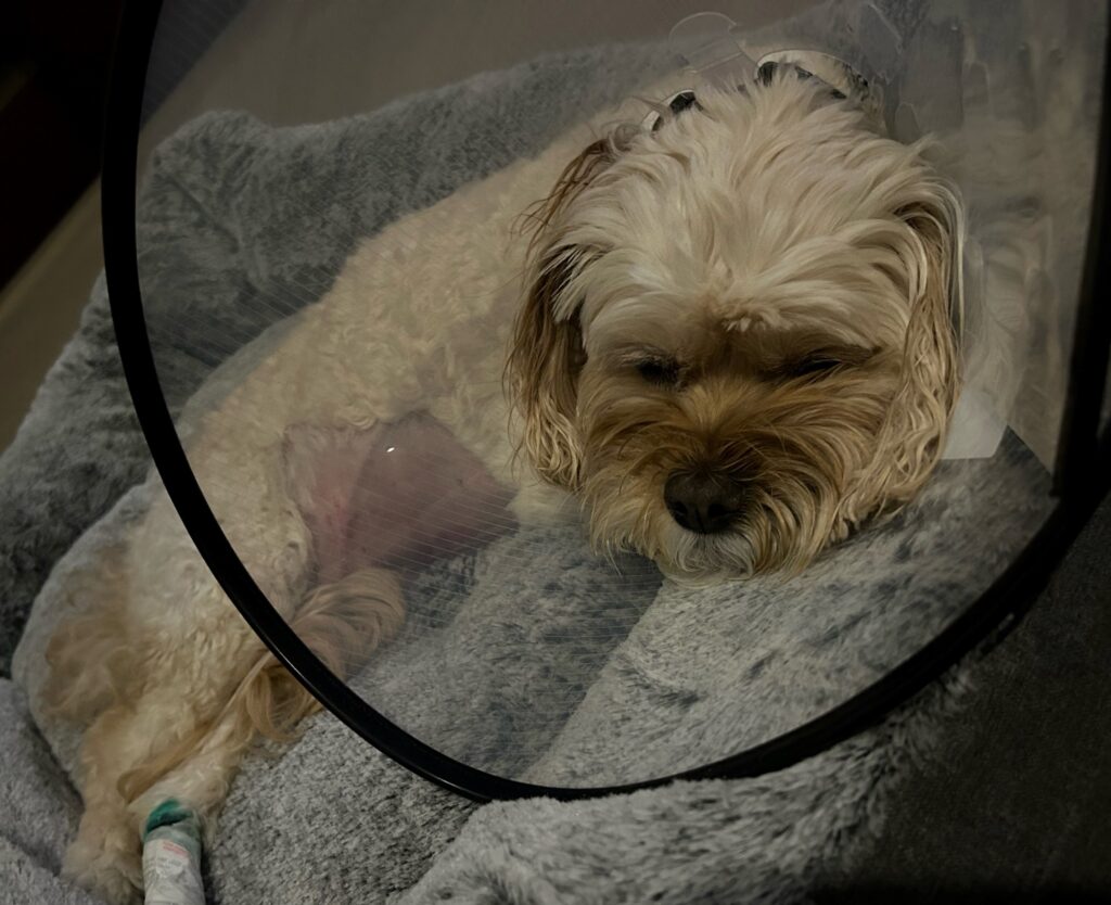 Daisy, a small cream-colored dog, rests on a soft gray blanket wearing a protective cone after undergoing surgery to remove foreign objects from her gastrointestinal tract.