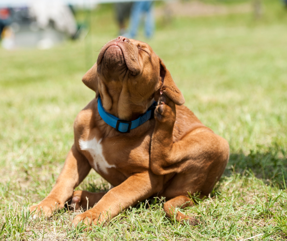 dog with fleas