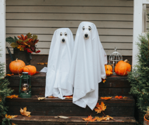 Halloween pet safety