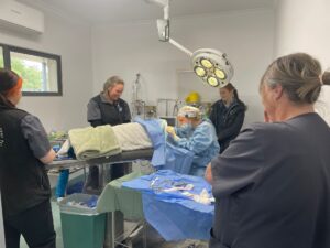 Brachycephalic surgery
