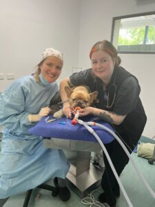 Brachycephalic surgery