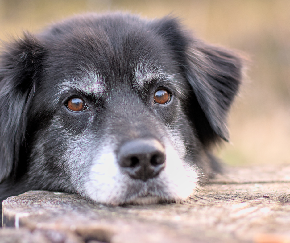 Senior black and gray dog resting its head on a wooden surface, gazing thoughtfully.