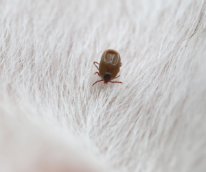 ticks