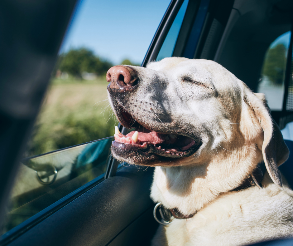 travelling with pets