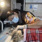 Veterinary Dental Procedure