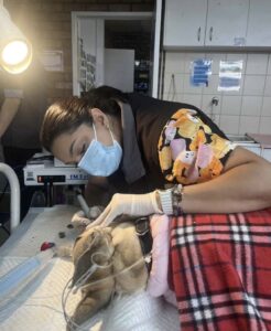 Veterinary Dental Procedure